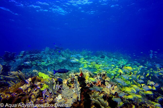 MUSA Museum and Colorful Reef 2 Tank Dive-Certified Divers - The schedule that keeps things efficient, meet time to back on land