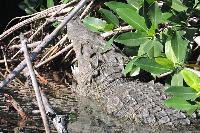 Nichupte Lagoon Wildlife Tour - Nichupte Lagoon at golden hour, and why small groups matter
