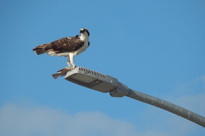 Nichupte Lagoon Wildlife Tour - Should you book Nichupte Lagoon Wildlife Tour?
