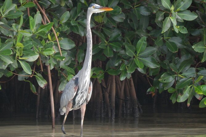 Nichupte Lagoon Wildlife Tour - Wildlife spotting that feels like a real jungle cruise