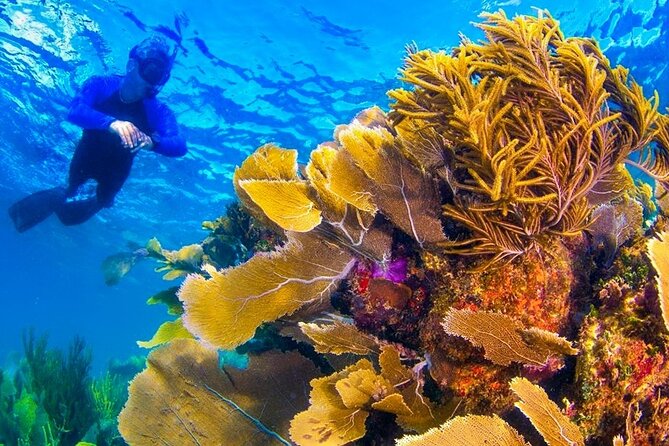Nizuc Reef Snorkel Experience - The Nizuc Reef snorkel experience, plus Underwater Museum sculptures