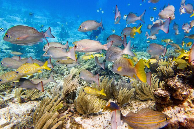Open Water Certification Course-PADI - Price and value: what $520 buys you