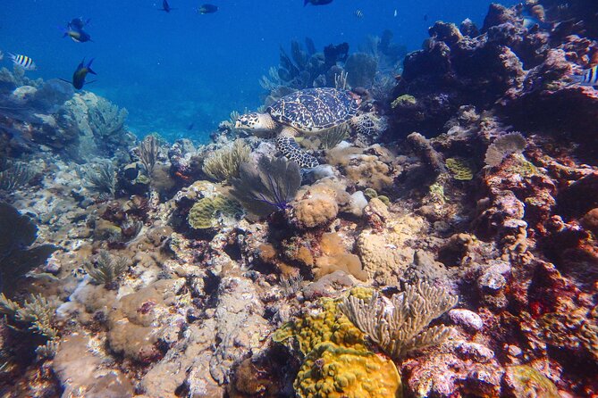 Open Water Certification Course-PADI - Day 3: Marine National Park, two-tank outing, and graduation
