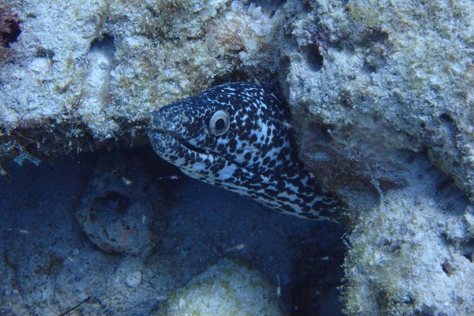 Open Water Certification Course-PADI - Group size, pacing, and what you will actually experience