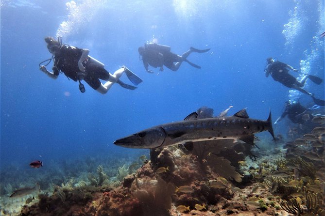 Open Water Diver course PADI in Cancun - What the course content really means day to day
