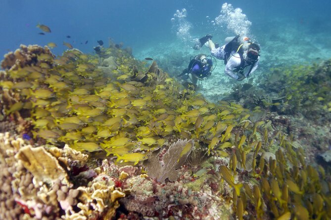 PADI Discover Scuba Diving for divers without certification - Stop 1 at MUSA: 400 plus statues and an easier first focus