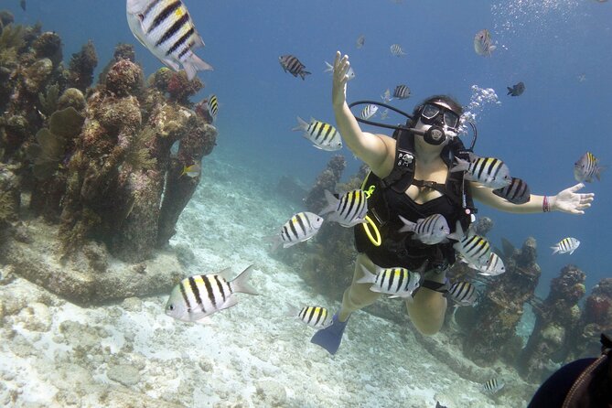 PADI Discover Scuba Diving for divers without certification - Stop 2 at Manchones Reef: turtles, rays, eels, and real reef variety