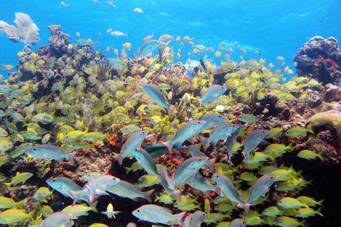 PADI Discover Scuba Diving for divers without certification - Price and value: does $169 make sense for a first underwater session?