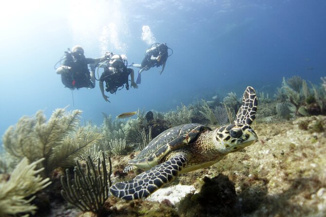 PADI Discover Scuba Diving for divers without certification - Meeting point, timing, and how the 5 hour plan feels in real life