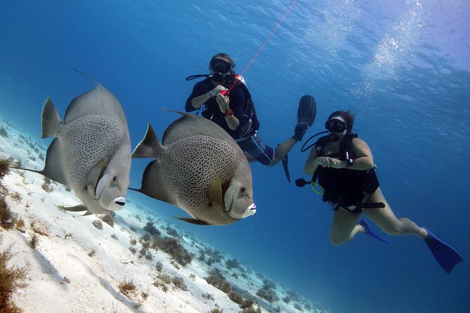 PADI Open Water Diver Course - Small Group Size (Up to 4) and Clear English Guidance