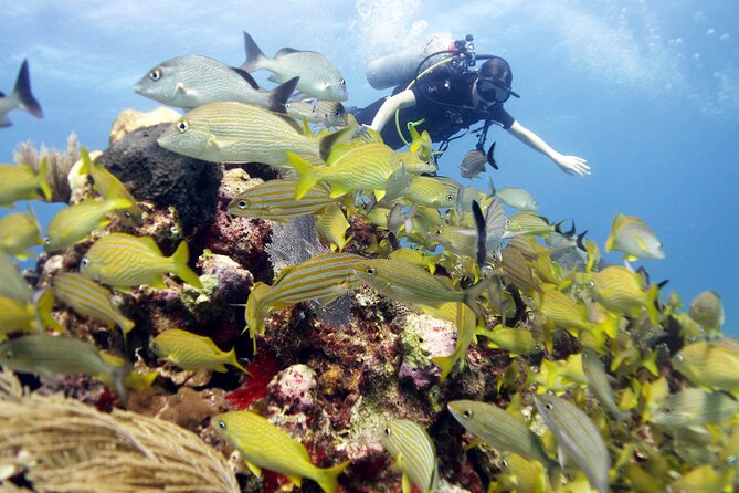 PADI Open Water Diver Course - Price and Value: Does $560 Make Sense for This Course?