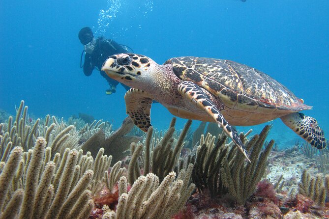 PADI Open Water Diving Certification Course Activity - The MUSA underwater art session you’ll remember