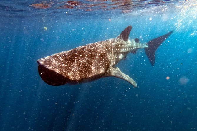 Private and Shared Whale Shark Tour from Tulum - Whale sharks in Cancun, but with rules that protect them