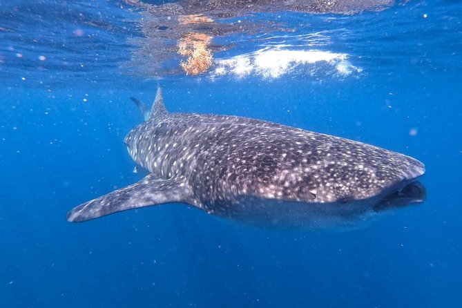 Private and Shared Whale Shark Tour from Tulum - After the swim: lunch on board and fresh ceviche