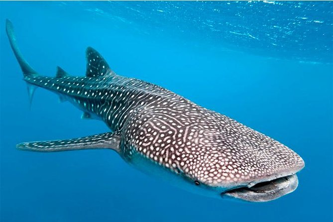 Private and Shared Whale Shark Tour from Tulum - The 6am grind: pickup, timing, and boat-day basics