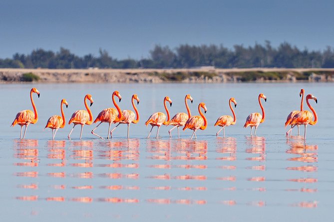 Private Chichen Itza, Cenote Ik Kil, Rio Lagartos & Las Coloradas - A Private Yucatan Circuit That Trades Waiting for Time