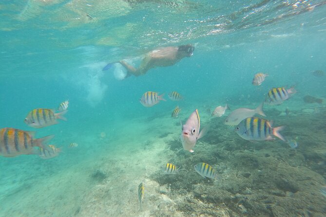 Private MUSA Snorkeling Experience at Isla Mujeres and Cancun - Drinks, Snacks, and the Easy Pace Between Swims