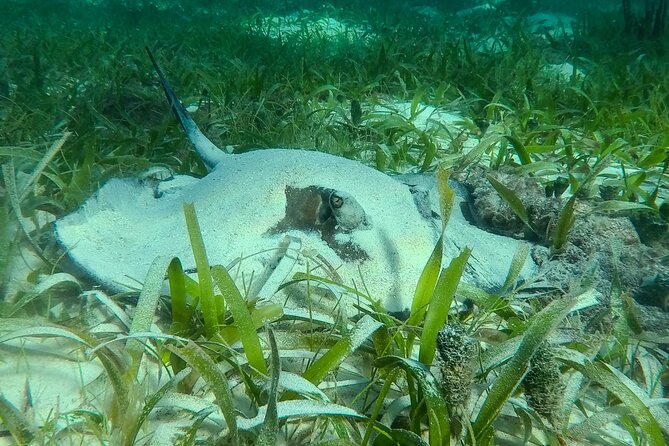 Private (only you) Reef Snorkeling in Puerto Morelos 2x40 minutes - Price and Value: Why $185 Feels Reasonable Here
