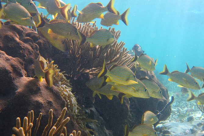 Private (only you) Reef Snorkeling in Puerto Morelos 2x40 minutes - Getting Pickup From Cancun, Playa del Carmen, Tulum, and More