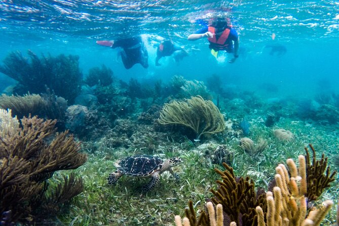 Private (only you) Reef Snorkeling in Puerto Morelos 2x40 minutes - The Reef Plan: Two Stops, 40 Minutes Each, Deeper Then Shallow