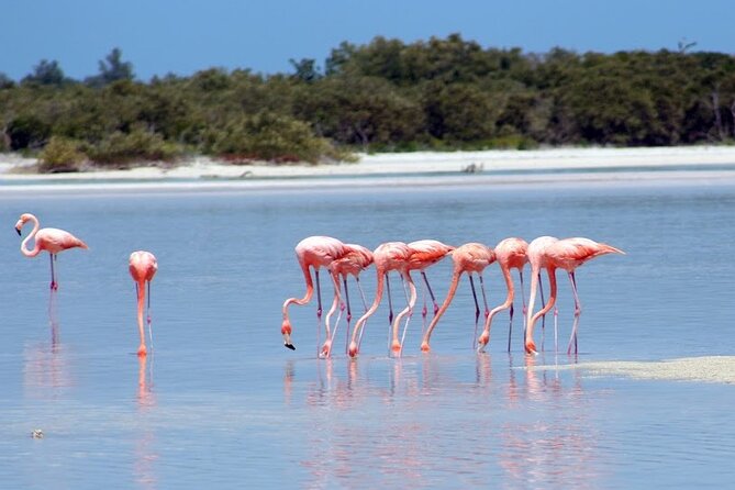 Private Rio Lagartos Flamingo and pink lakes - Key Points to Know Before You Go