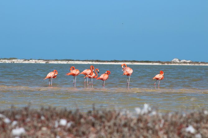 Private Rio Lagartos Flamingo and pink lakes - A Private Rio Lagartos Day Built Around Pink Lakes and Flamingos
