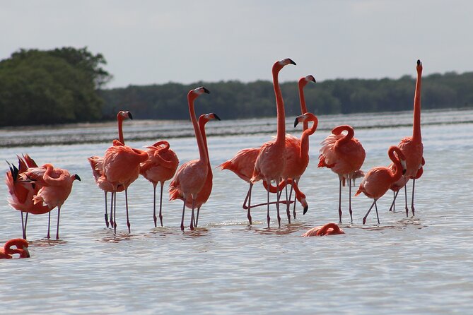 Private Rio Lagartos Flamingo and pink lakes - Transfers, Pickup Area, and the $40 Cancun or Puerto Morelos Fee