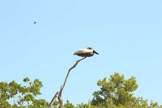 Private Rio Lagartos Flamingo and pink lakes - Private Tour Comfort: Why This Format Feels Better Than a Big Group