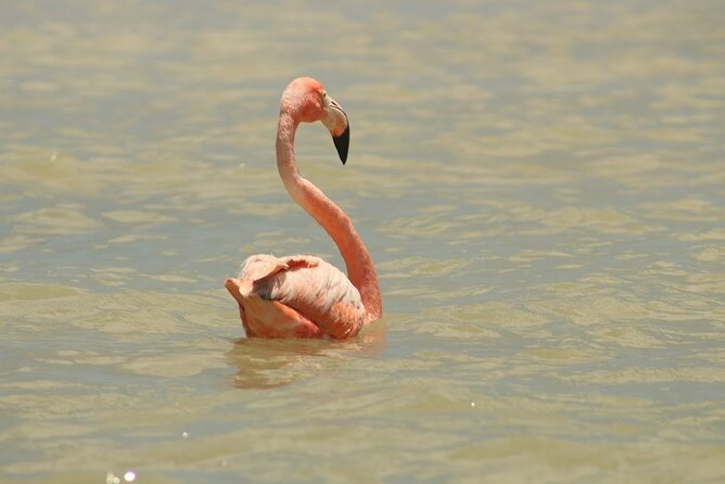 Private Rio Lagartos Flamingo and pink lakes - Reserva de la Biosfera Ría Lagartos: What Your Boat Ride Really Gives You