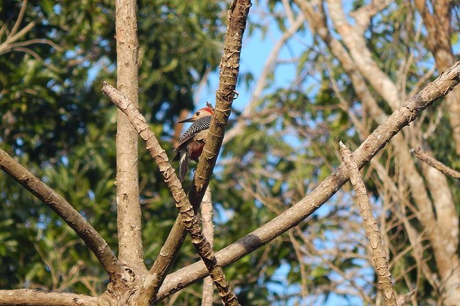 Private Tour: Birdwatching from Cancun - Pressing Into the Mayan Jungle Edge on the Riviera Maya