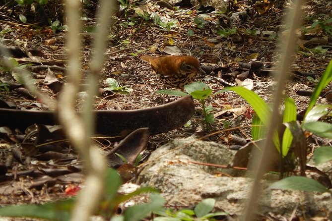 Private Tour: Birdwatching from Cancun - Carlos, Lugo, and Luís: How the Guides Actually Help You See Birds