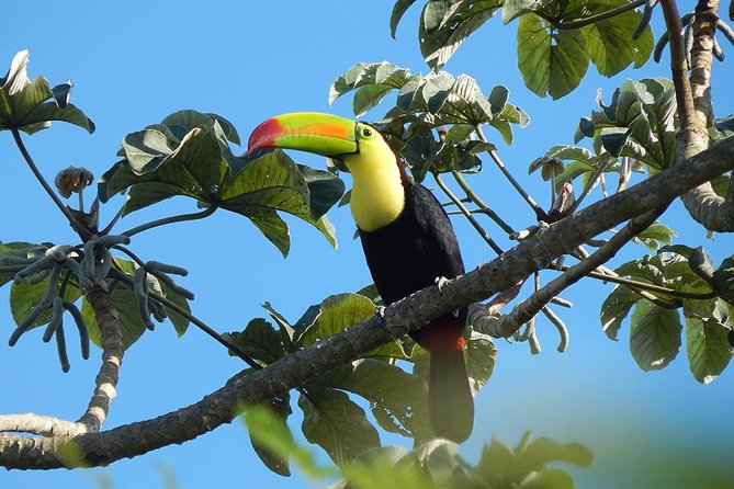 Private Tour: Birdwatching from Cancun - The Snack, Comfort Stops, and a 4-Hour Morning Pace