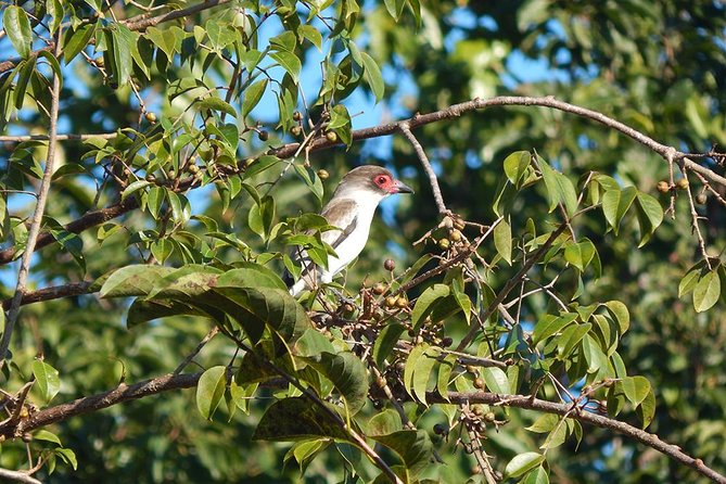 Private Tour: Birdwatching from Cancun - What to Bring for Cancun Birdwatching (So You Can Actually Enjoy It)