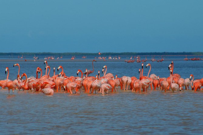 Private Tour: Ek Balam, Pink Flamingos Sanctuary and Tequila Tasting Factory - Las Coloradas: mangroves, Cayman crocodiles, and the Pink Flamingo sanctuary vibe