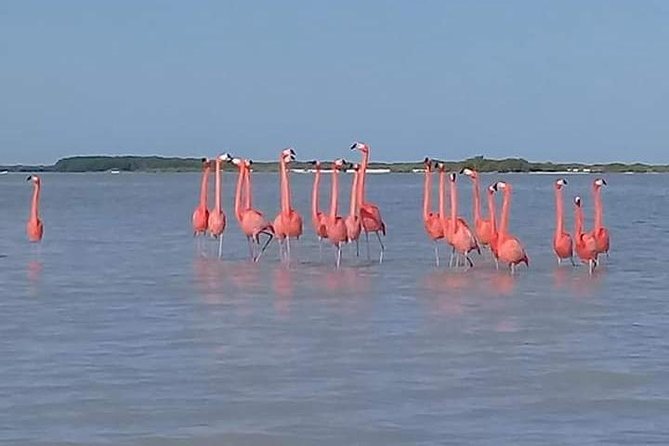 Private Tour: Pink Flamingos, Maya Temples and Ek Balam - Who should book this Pink Flamingos and Ek Balam combo?