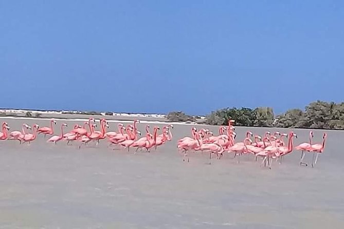 Private Tour: Pink Flamingos, Maya Temples and Ek Balam - Price and logistics: what the $495 covers, and what you must add
