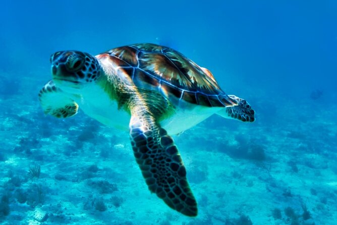 Private Tulum Mayan Ruins & Swimming with Turtles Experience - Heat, Pace, and Who This Tour Fits Best