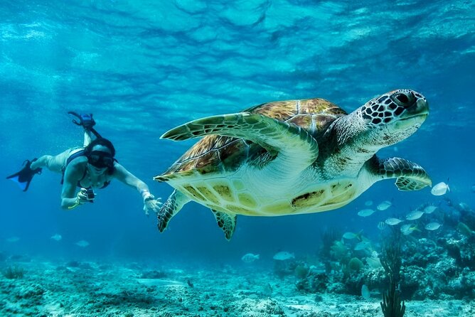 Private Tulum Mayan Ruins & Swimming with Turtles Experience - Tulum Ruins Guided Walk, Skip the Line, and What to Look For