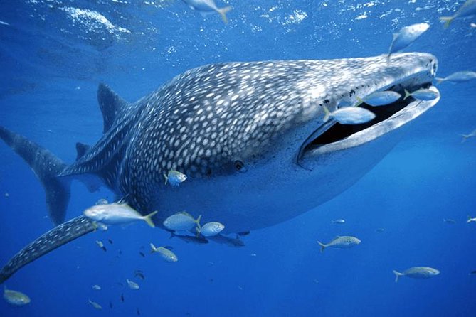 Private Whale shark Ecofriendly tour from Cancun - How the day runs: early pickup to Puerto Juarez marina