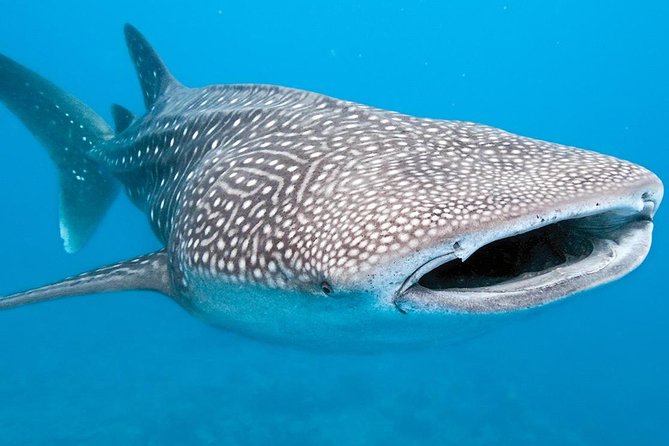 Private Whale shark Ecofriendly tour from Cancun - Snorkeling time after the main encounter: reefs and a fresh lunch plan