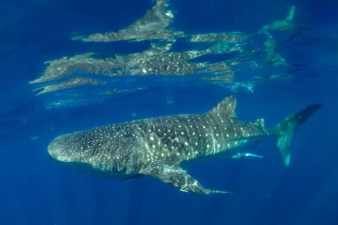 Private Whale shark Ecofriendly tour from Cancun - Price and value: what the $895 per person includes, and what costs extra