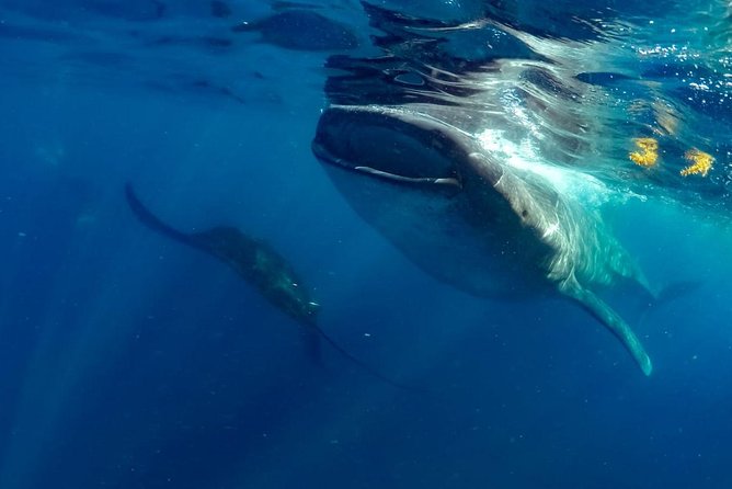 Private Whale shark Ecofriendly tour from Cancun - Ecofriendly safety routines on the water that you will notice