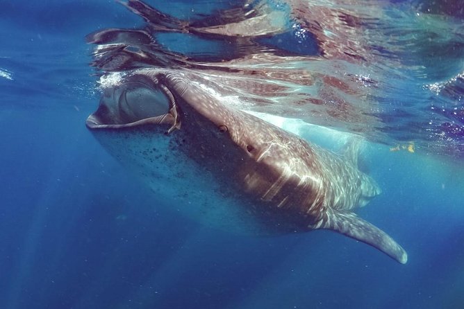 Private Whale shark Ecofriendly tour from Cancun - Who this whale shark snorkeling tour suits best