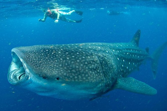 Private Whale shark Ecofriendly tour from Cancun - Should you book this private whale shark tour from Cancun?