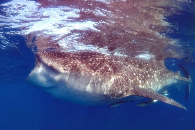 Private Whale shark Ecofriendly tour from Cancun - The whale shark search in the Caribbean reserve