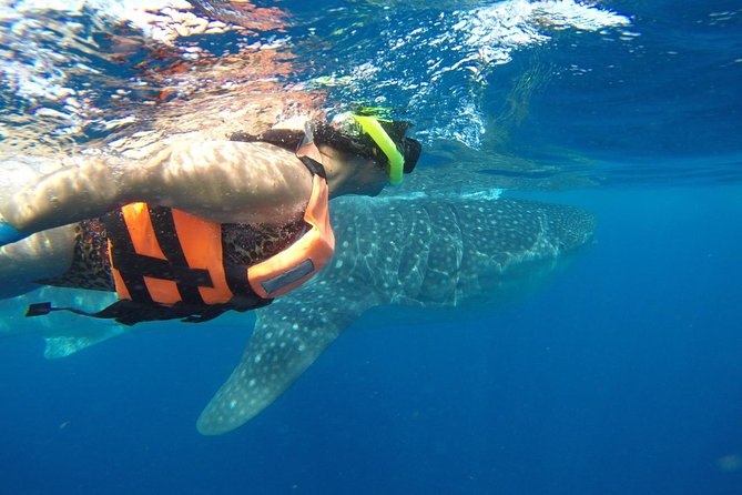 Private Whale Shark Tour from Cancun - Private Pickup in Cancun, Puerto Morelos, and Costa Mujeres at 7:00 am