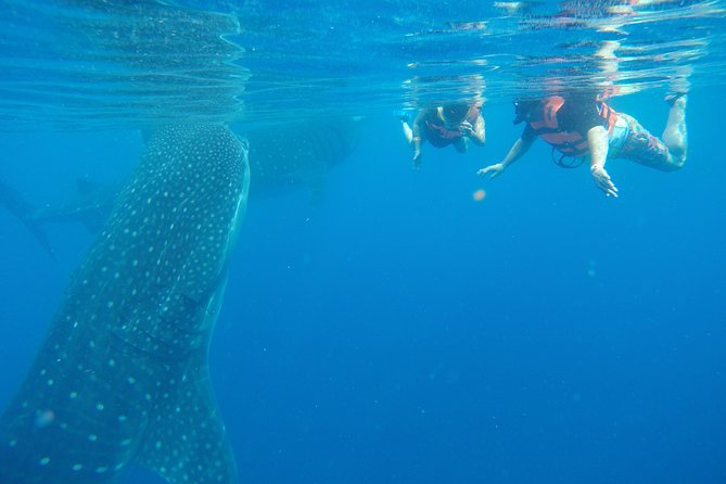 Private Whale Shark Tour from Cancun - Snorkel Gear Included: What You Get and What to Plan Around