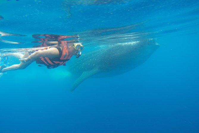 Private Whale Shark Tour from Cancun - Whale Shark Snorkeling Day: How It Works and Why Private Helps