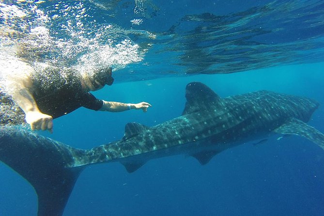 Private Whale Shark Tour from Cancun - Isla Mujeres Lunch Break With Ceviche and Chicken Sandwiches