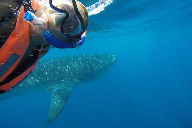 Private Whale Shark Tour from Cancun - Price and Logistics: Boat Price Plus USD 30 Cash Fees Per Person